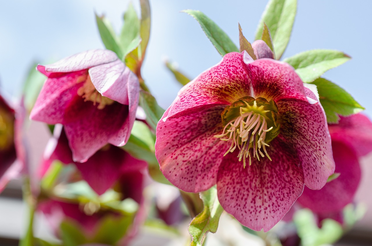 Helleborus (Lăptucă):