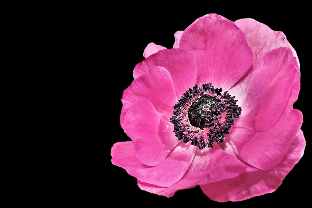 Anemona (Anemone):