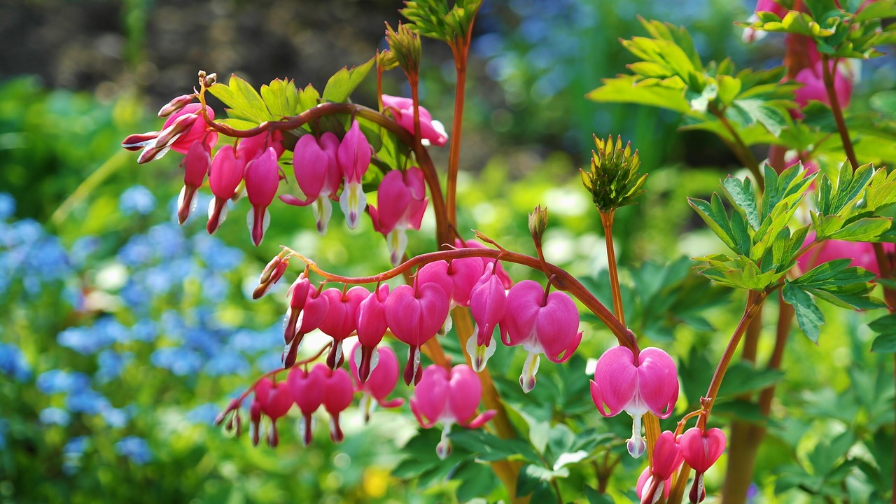 Cerceii doamnei (Dicentra spectabilis)