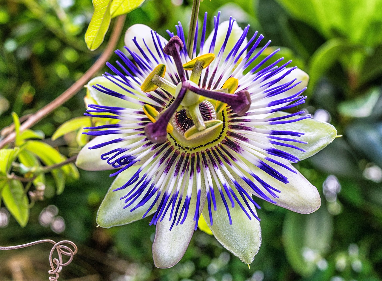 Floarea-pasiunii (Passiflora):