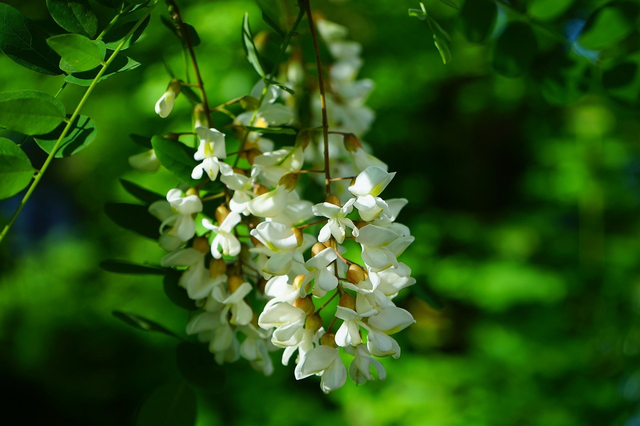 Salcâm (Robinia pseudoacacia):