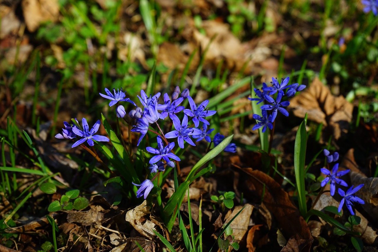 Viorea (Scilla bifolia):