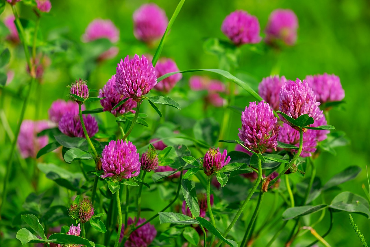Trifoiul roșu (Trifolium pratense):