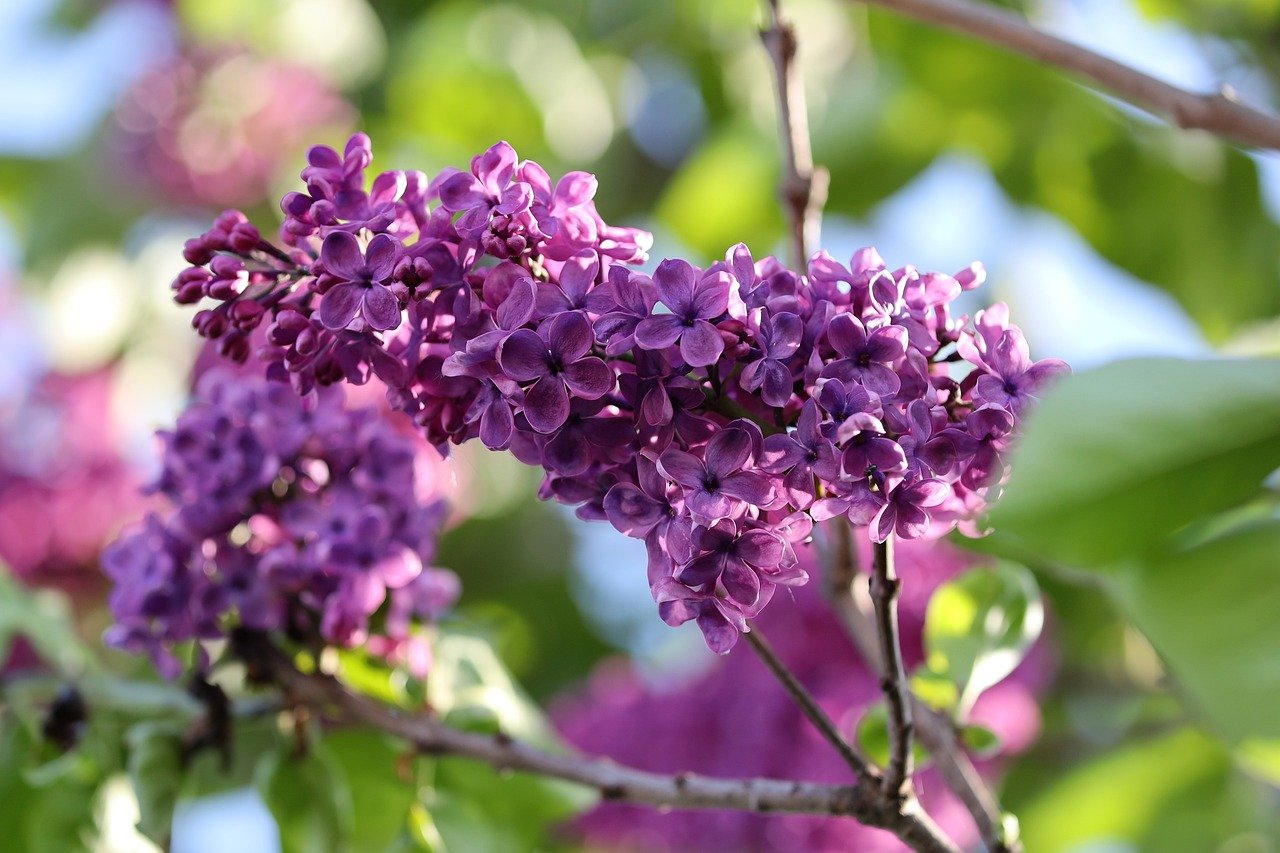 Liliacul (Syringa):