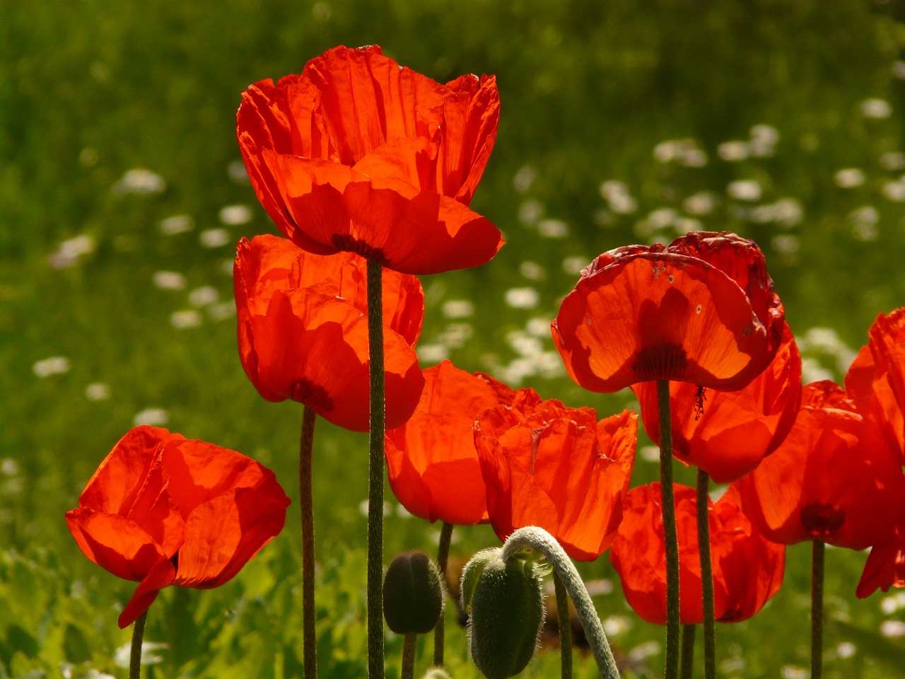 Macul (Papaver rhoeas):