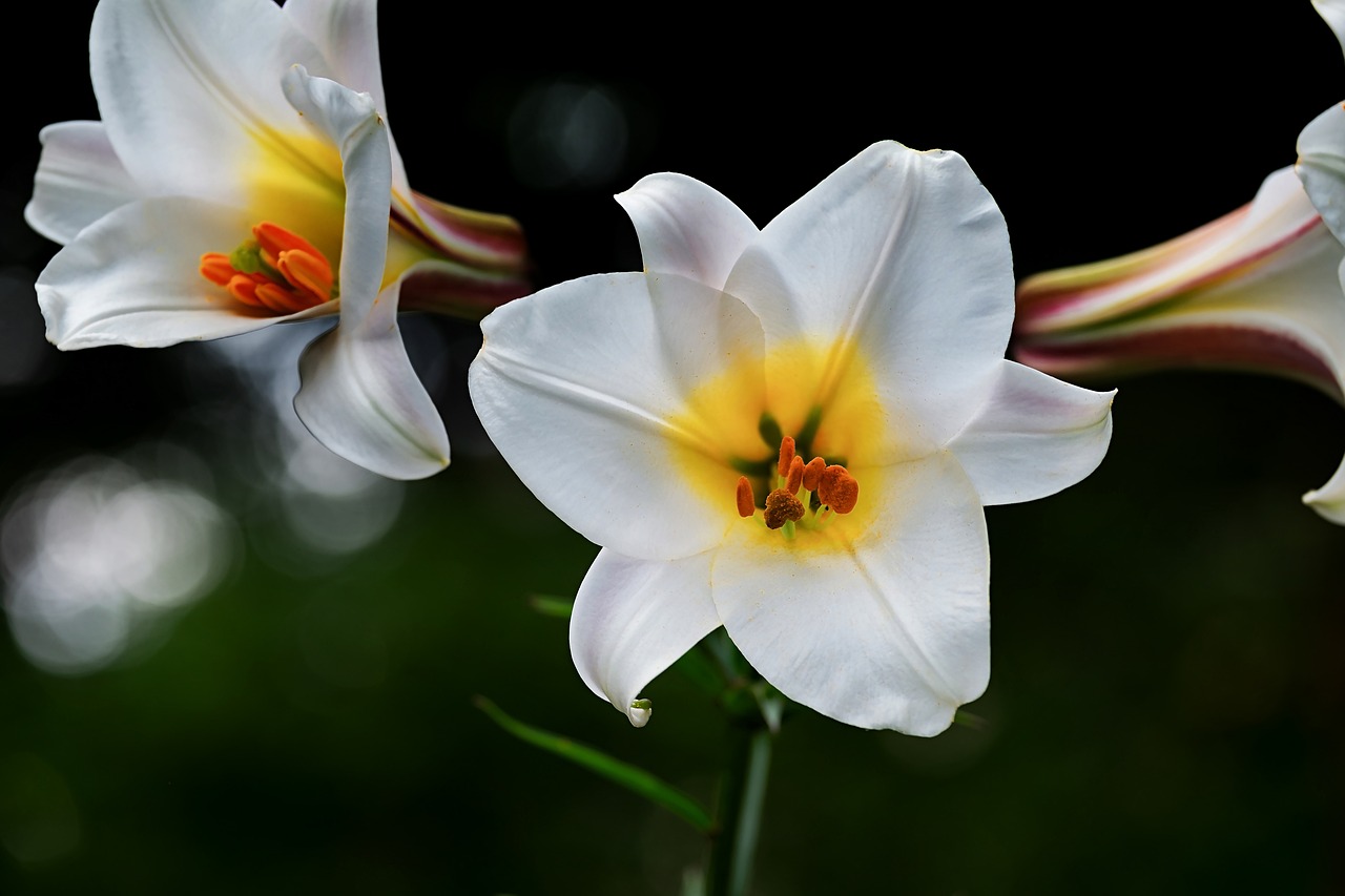 Crinul (Lilium):