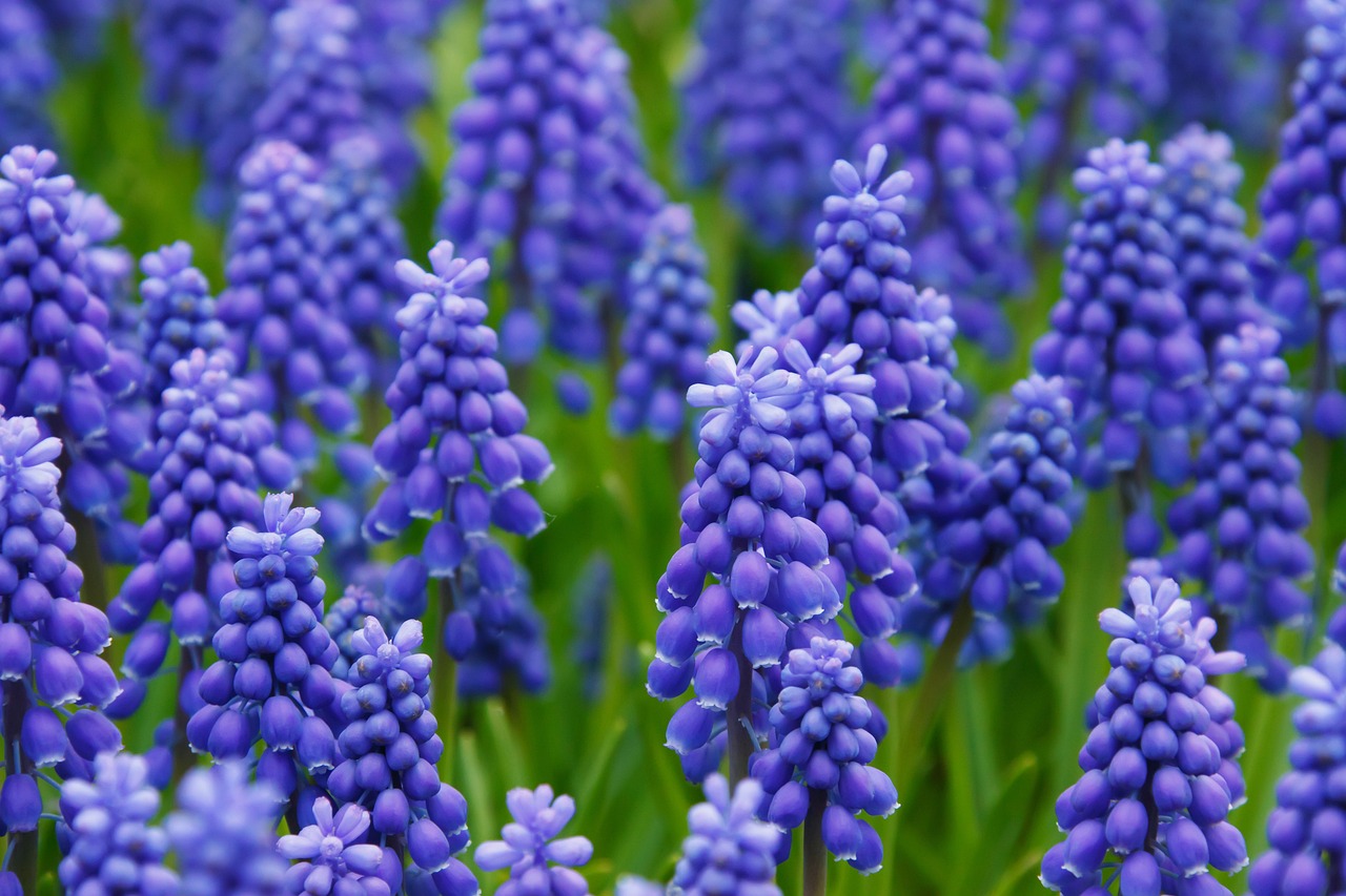 Năpraznicul (Muscari):