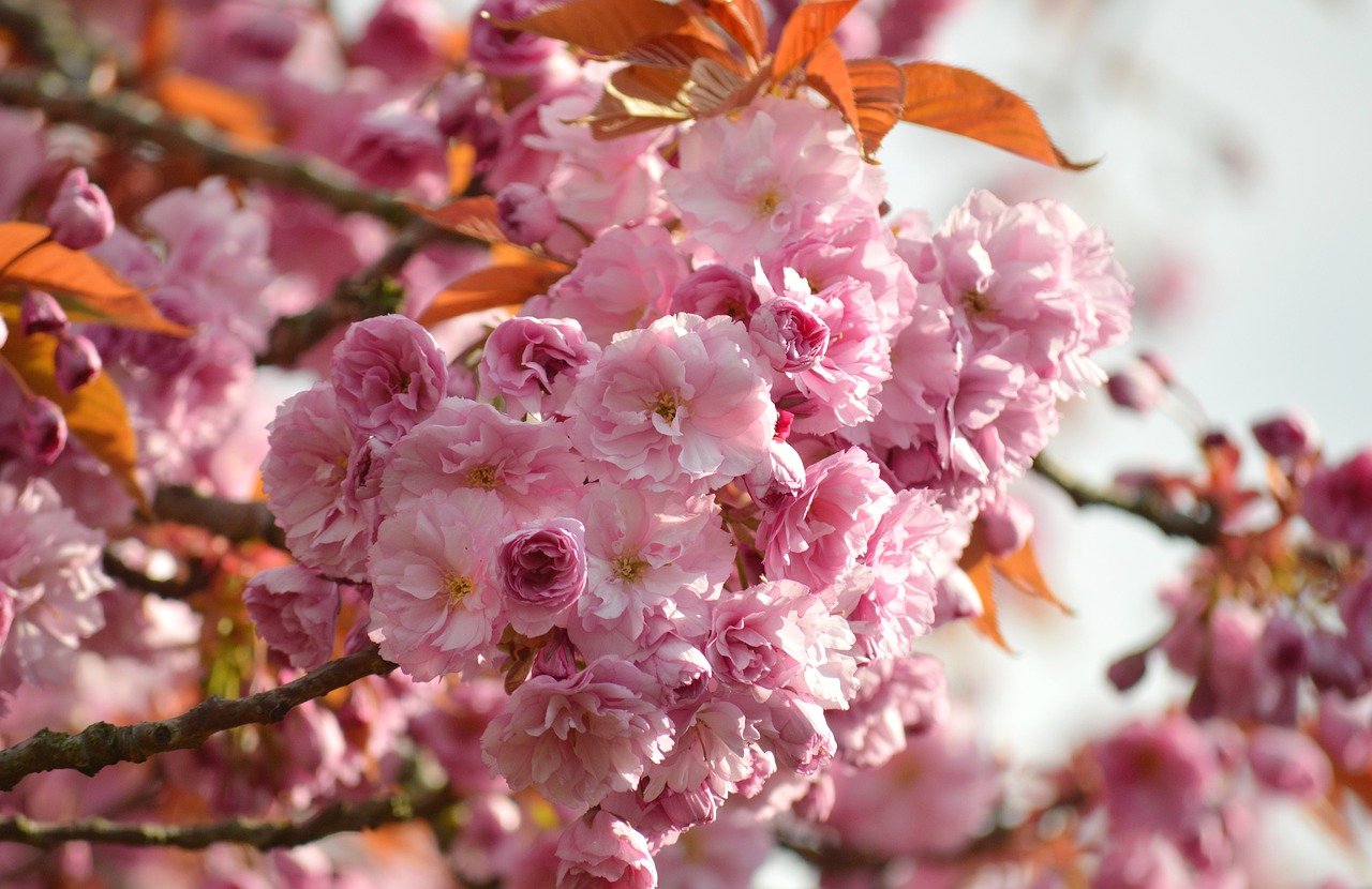 Prunus (Cireșul japonez):