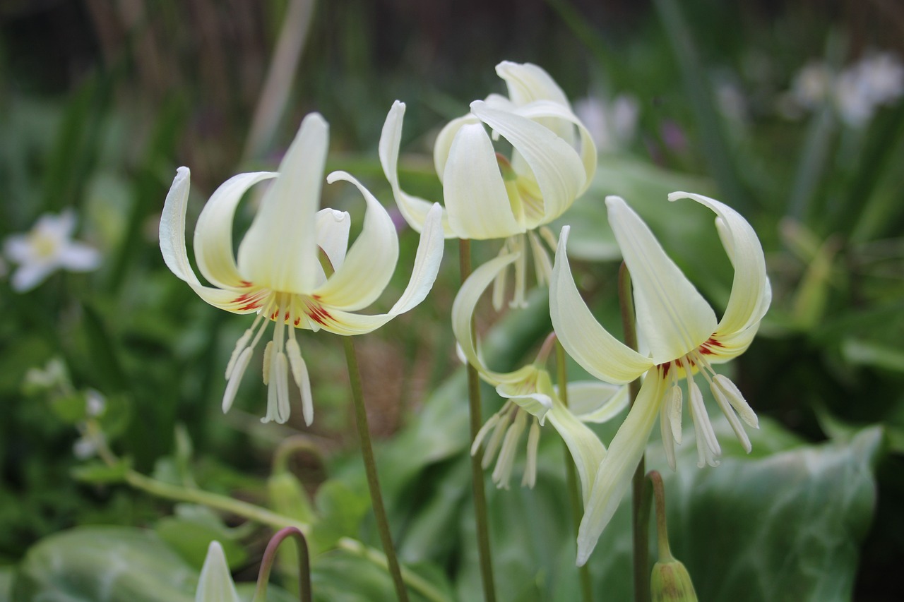 Năvalnicul (Erythronium):