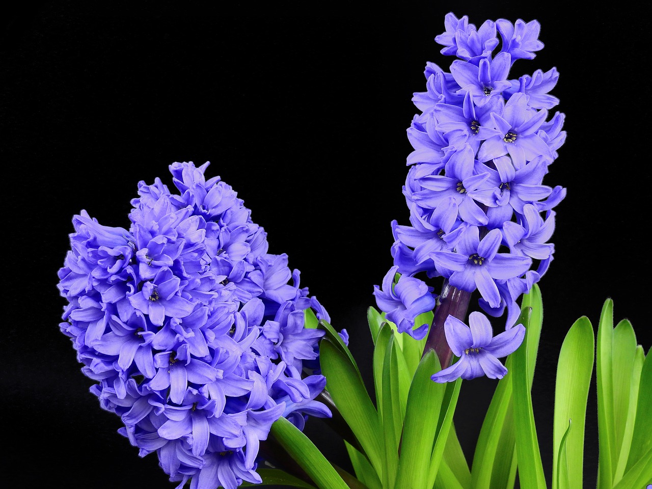 Zambila (Hyacinthus):