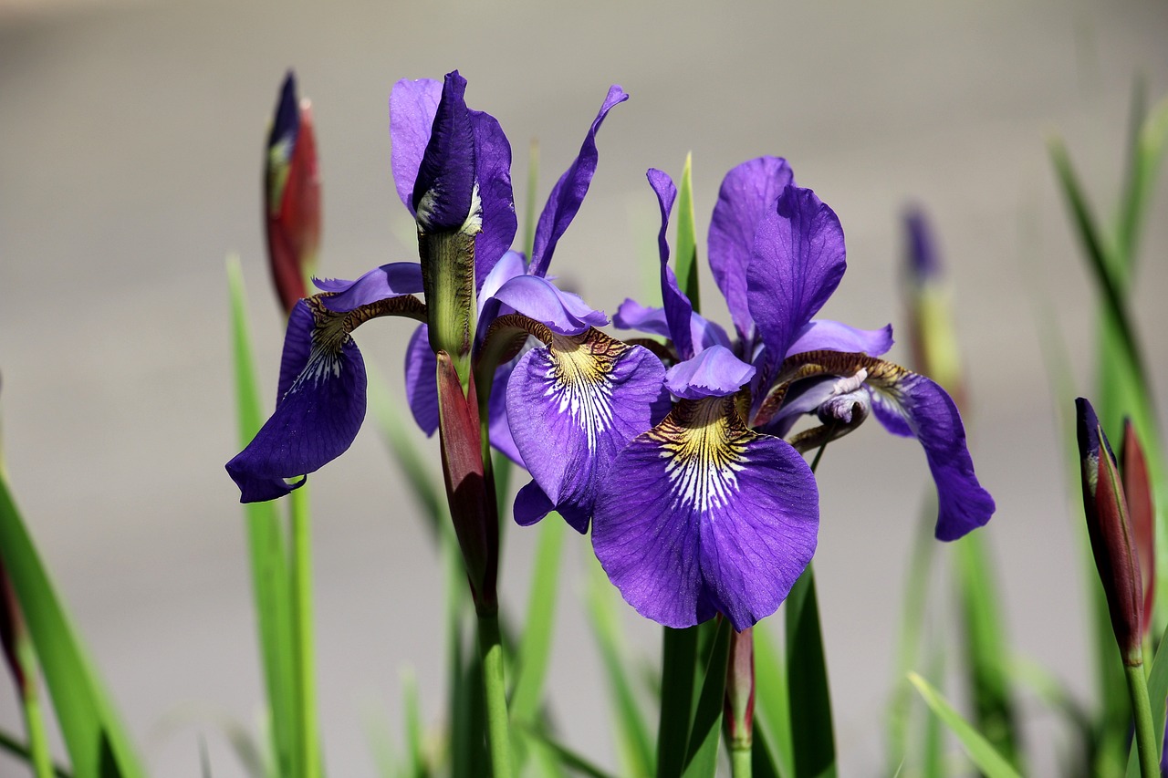 Irisul (Iris):