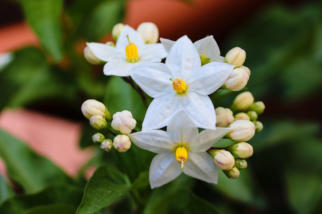 Iasomia (Jasminum):