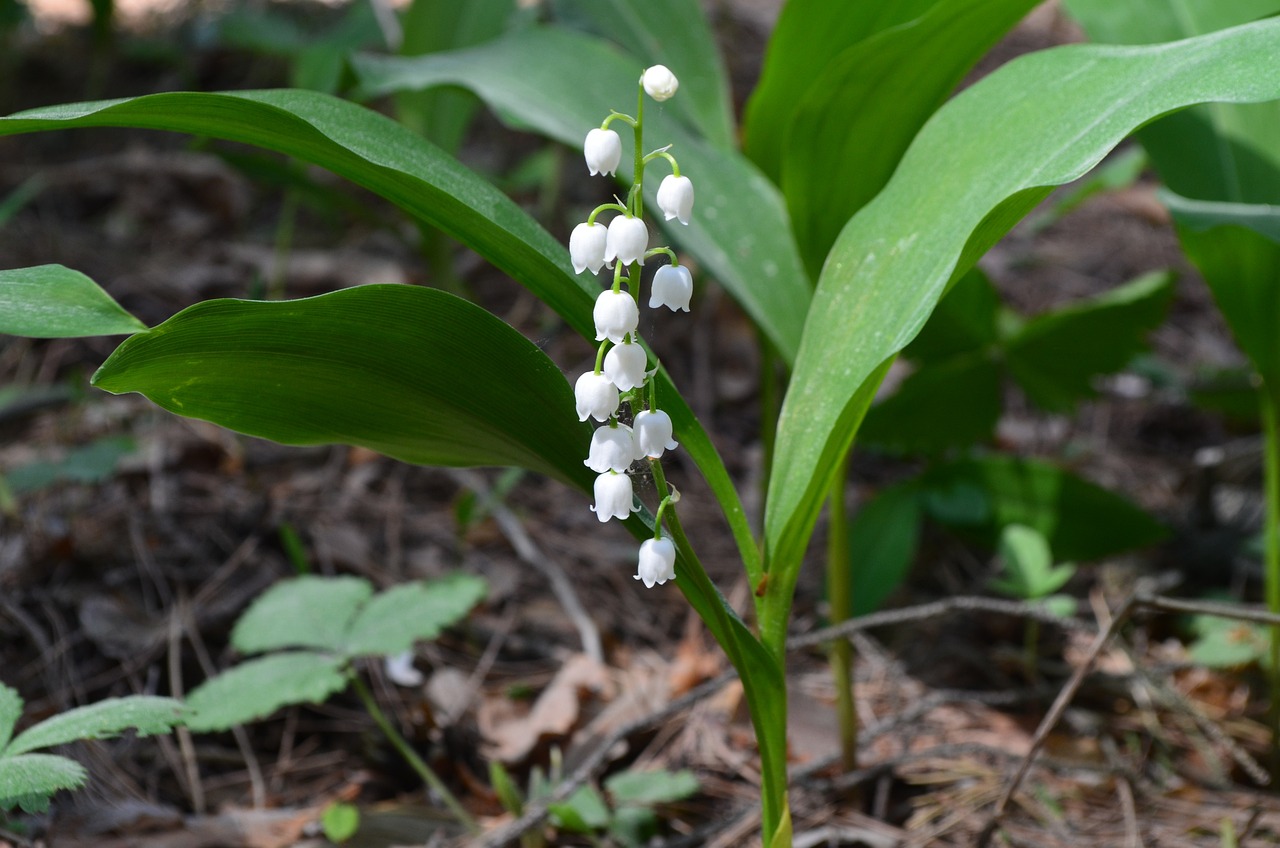 Lăcrămioara (Convallaria):