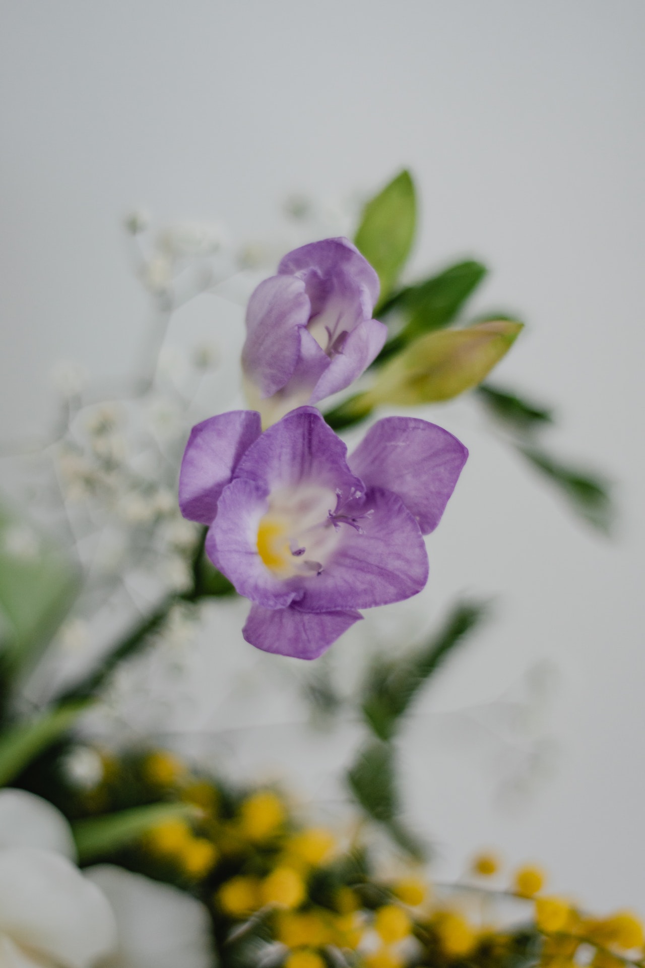 Frezia (Freesia):