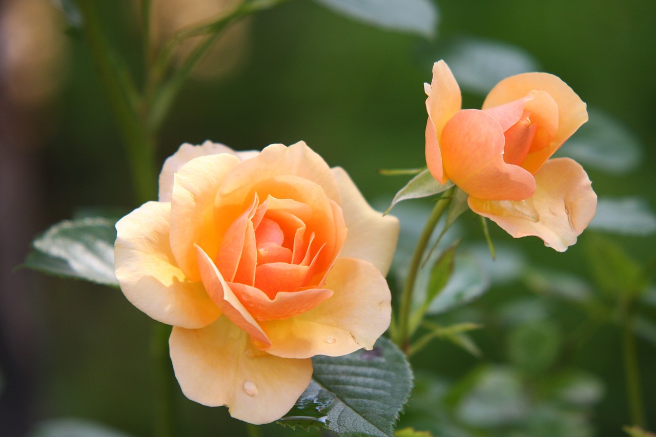 Trandafirul (Rosa):