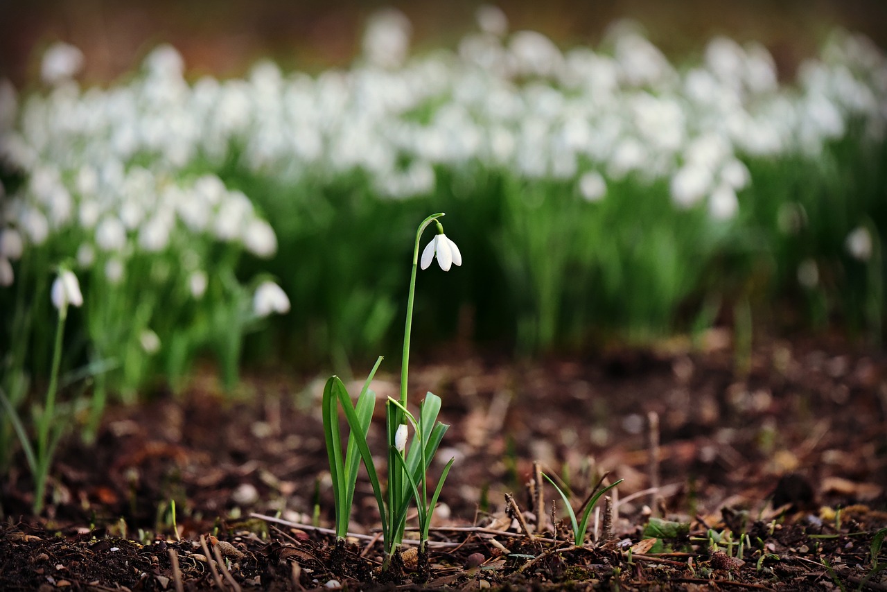 Ghiocelul (Galanthus):