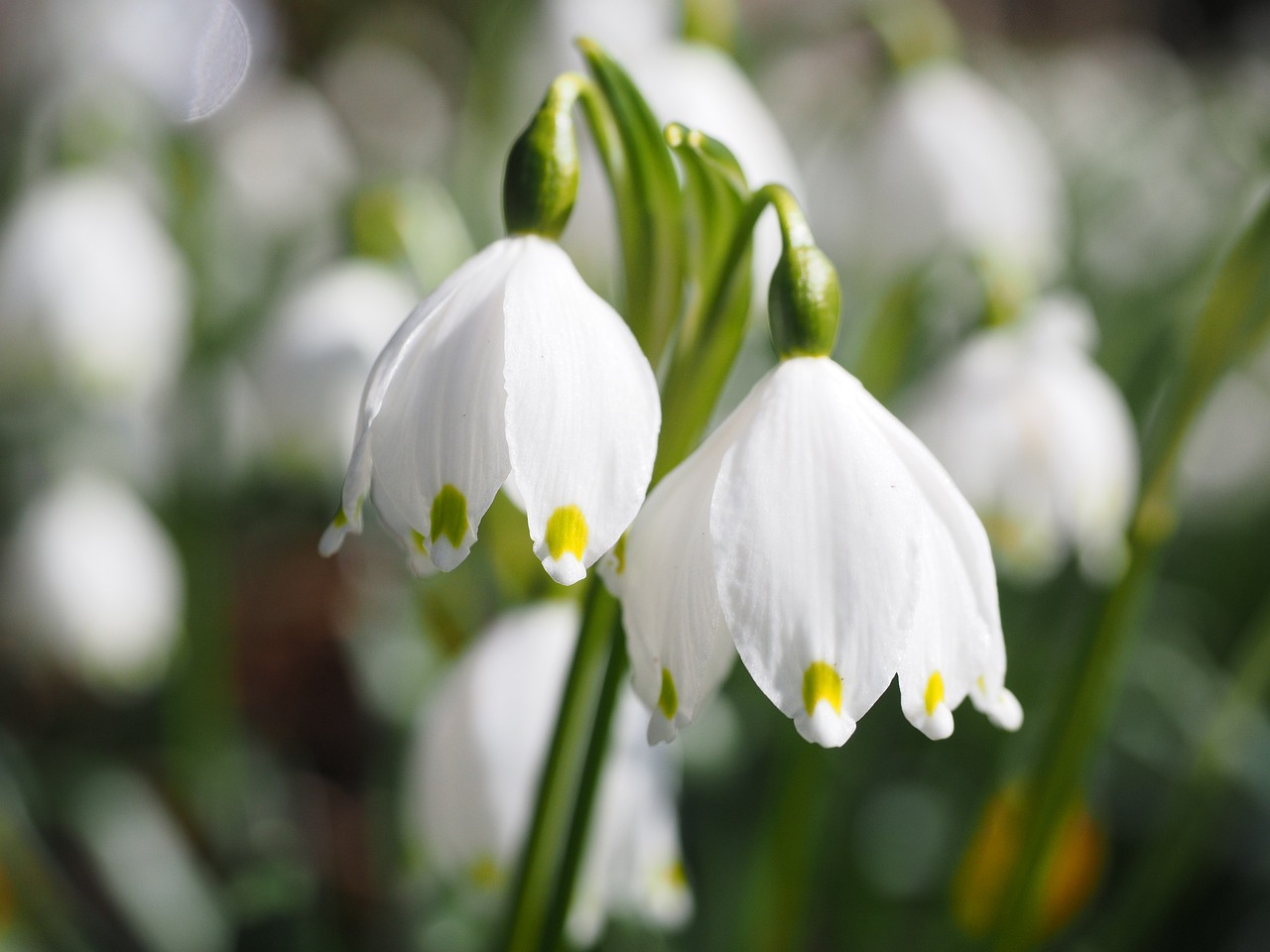 Bulbuci de munte (Leucojum vernum):