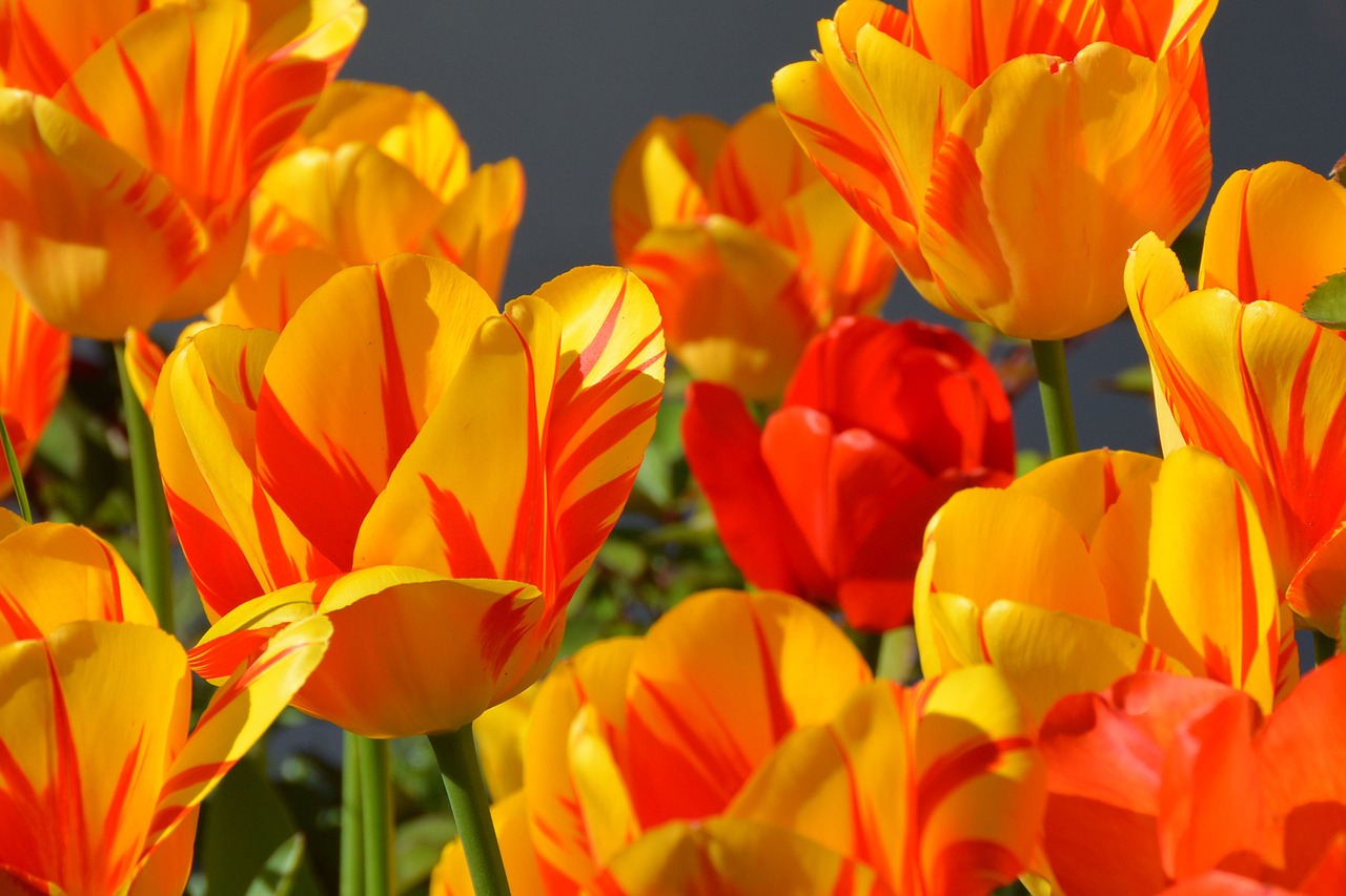 Laleaua (Tulipa):