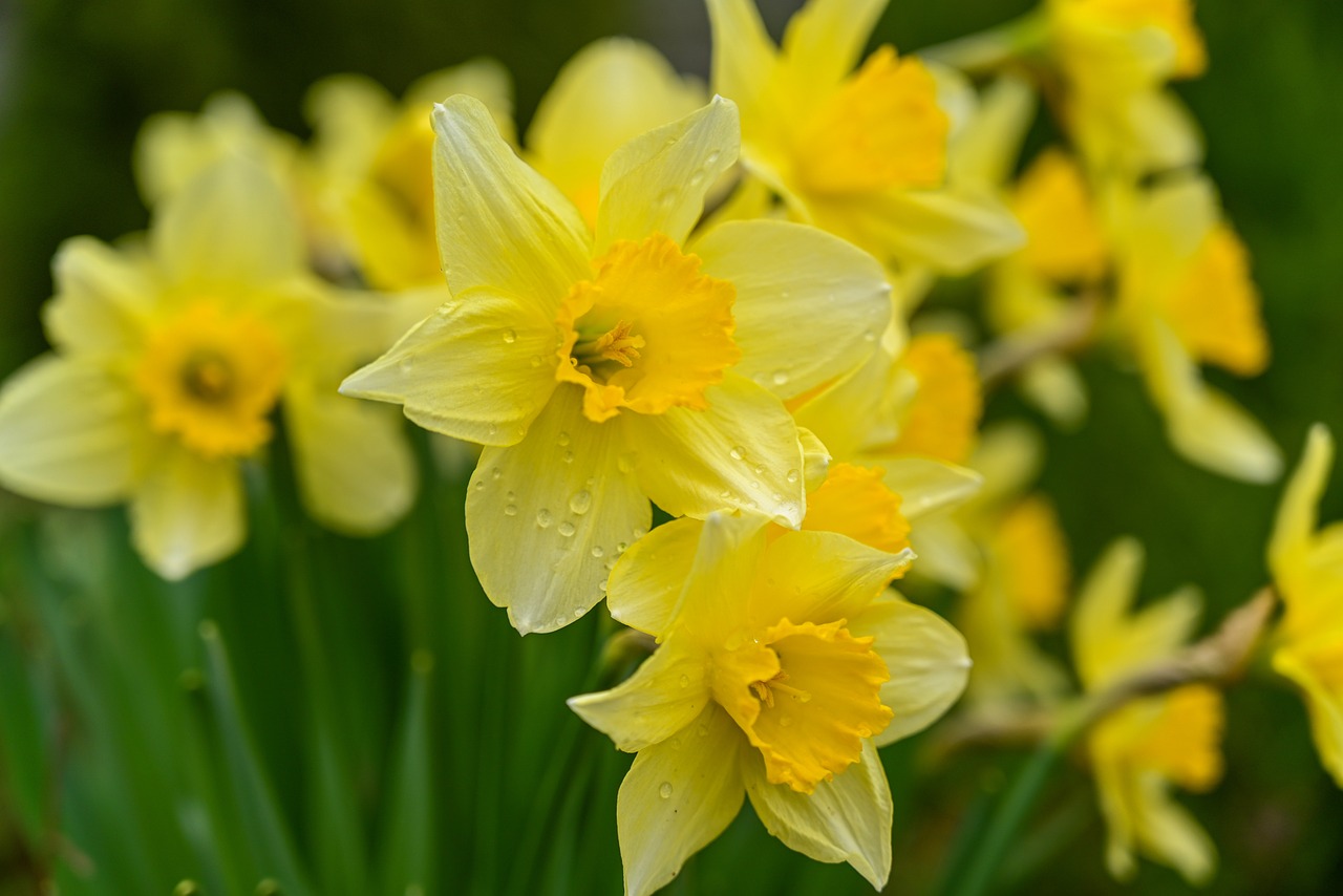 Narcisa (Narcissus):