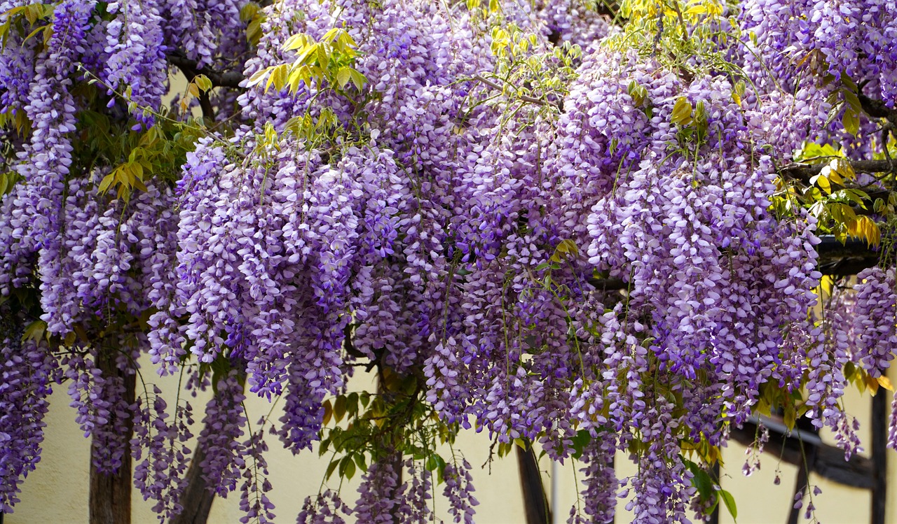 Glicina ( Wisteria)