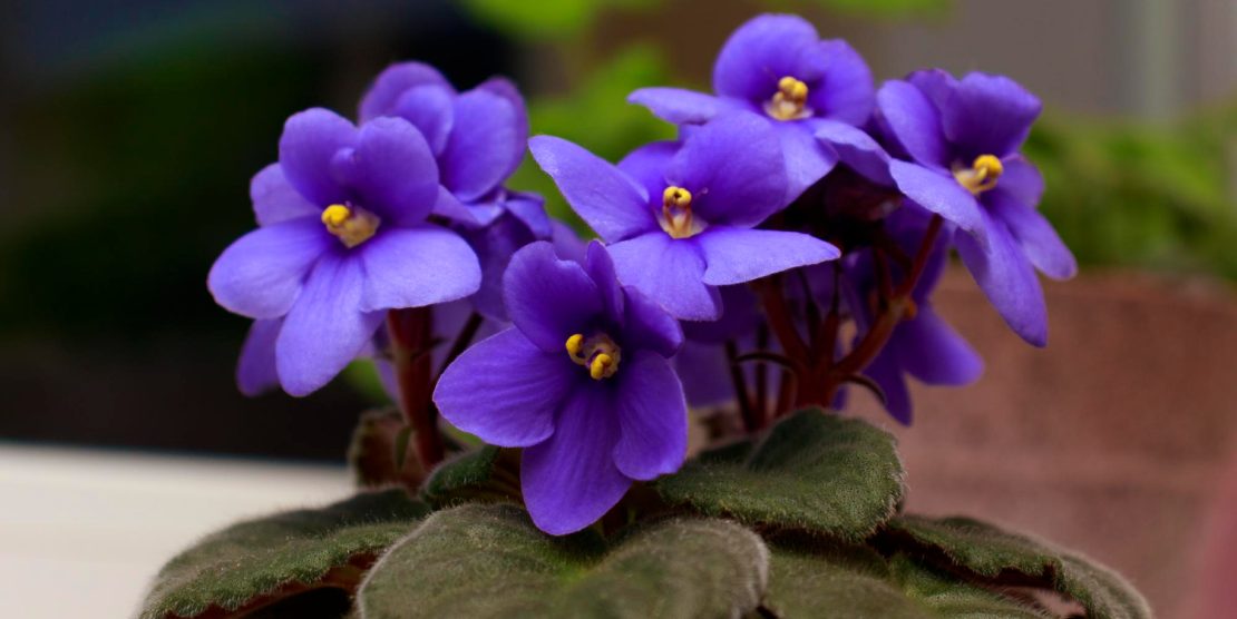 Violetele de parma – caracteristici, plantare, îngrijire, înmulțire. Iată cum să te bucuri de aceste flori micuțe