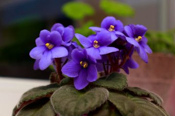 Violetele de parma – caracteristici, plantare, îngrijire, înmulțire. Iată cum să te bucuri de aceste flori micuțe