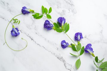 Campanula – Floarea de Clopoțel – plantare, îngrijire și utilizări. Cum poți avea această floare delicată în grădina ta?