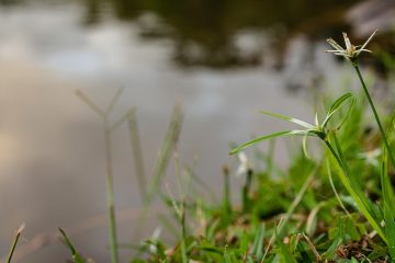Mesaje de buna ziua pentru a-ti exprima gandurile bune